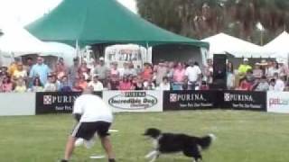 Purina Incredible Dog Challenge 2010 Mark Muir Disc Frisbee Dog [upl. by Burrill938]