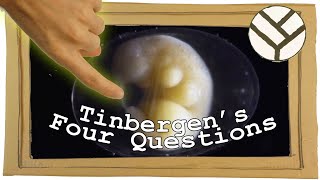 Tinbergens Four Questions and Very Strange Causality in Biology  Youtube Science Communication [upl. by Nimocks]