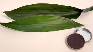 Polish Enhanced Aspidistra [upl. by Akcir]