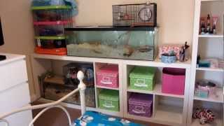 Brand New Gerbil and Hamster Set Up [upl. by Air]