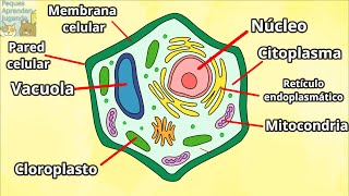 La célula vegetal para niños Características y funciones de cada parte Peques Aprenden Jugando [upl. by Finbur]