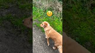 Miniature Labradoodle meets some Highland Cows highlandcow labradoodle miniturelabradoodle dog [upl. by Ashjian]