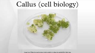 Callus cell biology [upl. by Oahc877]