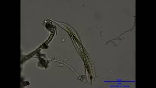 Euglena Close Up [upl. by Anival]