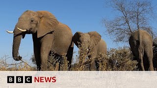 Botswana threatens to send 20000 elephants to Germany  BBC News [upl. by Koblas]