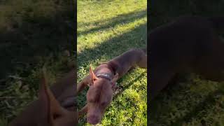 9mth old APBT pup 49lbs dogs realapbt subscribe like pitbull puppy showdog [upl. by Angelique]