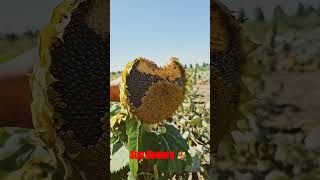 quotSunflower and Pumpkin quot motivation shorts farmer fruit plants viralvideo sunflower [upl. by Amin911]