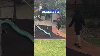 Obedient dog goes home when told after heading for street doglove dogloversdogs puppieshorts [upl. by Alexandrina]