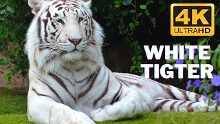 White tiger White Bengal Tiger animal in 4K Ultra HD [upl. by Anwad]