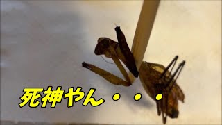 【昆虫食】そこらへんのカマキリの素揚げで捕食 [upl. by Ecienal]