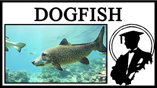 The Dogfish Is Real [upl. by Ginnie]