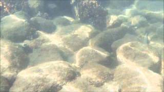 Fish at Kelleys rockpool Bargara Bundy [upl. by Emelia]