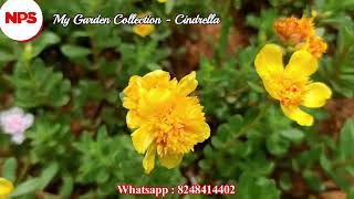 Cindrella  Portulaca  Table Rose  Pathumani Sales 100 Colors Online Sale  WhatsApp  8248414402 [upl. by Arutak803]