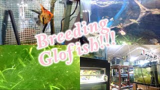 Breeding Glofish Plus a Fish Room Update December 8 2018 [upl. by Etnasa]