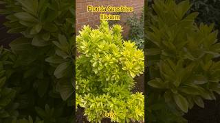 Florida Sunshine Illicium July [upl. by Sucerdor]