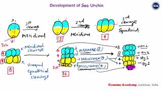 Development of Sea Urchin  Part 2  CSIR  GATE  IITJAM  Life Sciences  Biotechnology [upl. by Cooperman]