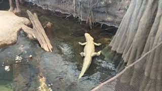 Feeding An Alligator Snapping Turtle vs Common Snapping Turtle 😱 shorts turtle [upl. by Atnoek]