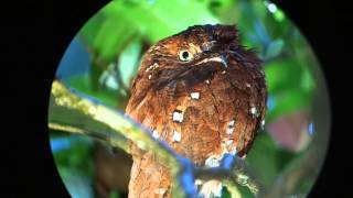 Rufous Potoo [upl. by Hassi]