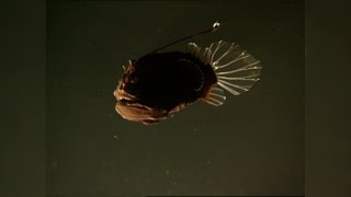 The Female Angler Fishs Strangest Appendage The Male Angler Fish [upl. by Peppel]