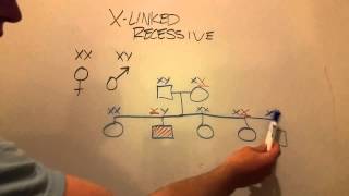 XLinked Recessive Inheritance [upl. by Holly-Anne97]