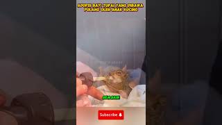 Adopsi bayi tupai yang dibawa pulang oleh anak kucing reels hewan tupai [upl. by Teyut]