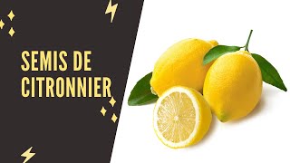 Comment réussir un semis de citronnier [upl. by Ahmad325]