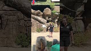 Sulfur Crested Cockatoo takes off from a tree and lands onto a bird trainer’s hand [upl. by Ydneh]