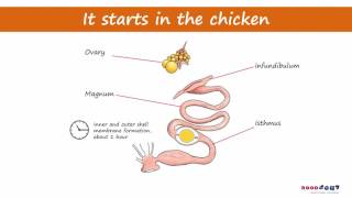 How Fertilization happens  3D Animation [upl. by Rubens929]