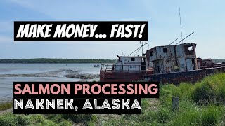 SALMON PROCESSING in ALASKA  SEASONAL WORK at LEADER CREEK FISHERIES in NAKNEK ALASKA [upl. by Molly206]