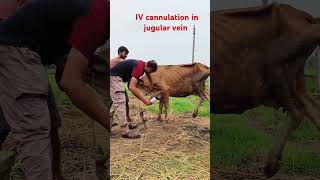 IV injection and calcium borogluconate infusion in jugular vein in cattle [upl. by Ahsemaj]