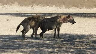 Injured howling Hyaena at Lijersdraai Water Hole [upl. by Cohl]