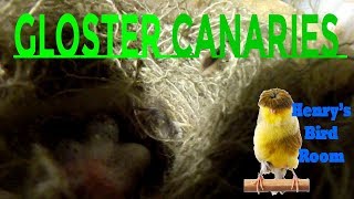 Breeding Gloster Canaries  Henrys Bird Room Tips amp DIY Info for Bird Breeders [upl. by Eimaraj]