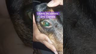 Ulcera de córnea em cão dachshund  Teste fluoresceina positivo cães ulceradecornea [upl. by Trudi]