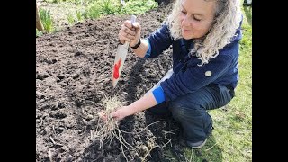 How I Murder Quick Grass  Twitch  Permaculture Nordic Food Forest [upl. by Jillana375]