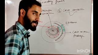 secondary growth in plants cork cambium for NEET CUET Board examinationsAdilbotany science [upl. by Dott]