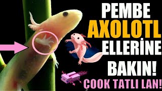 YENİ AXOLOTL BEBEĞİMİN ELLERİNE BAKIN [upl. by Eytteb580]