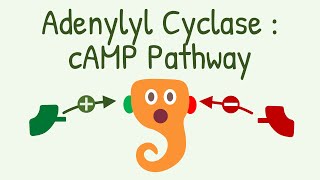 Adenylyl Cyclase  cAMP Pathway  Gs and Gi Protein Pathway [upl. by Bush]