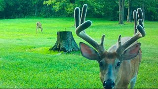 July Trail camera videosBucks Killer Coyote bleating deer turkey chicks lounging fawns etc [upl. by Dira397]