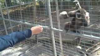 Gibbon attack at the zoo [upl. by Salas]