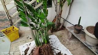 Zamioculcas zamiifolia ZZ plant Zuzu plant aroid palm [upl. by Mast]