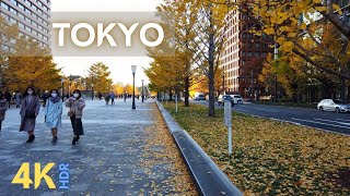 Koyo Momiji in Tokyo Japan 4K Walk Around Tokyo Station  東京黄葉 紅葉 [upl. by Fokos]