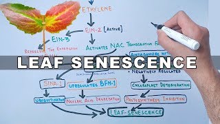 Mechanism of Leaf Senescence [upl. by Yalonda]