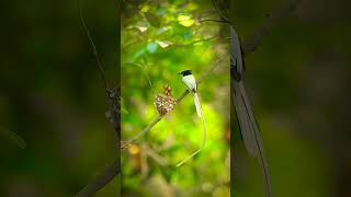 asian paradise flycatcher [upl. by Baelbeer]