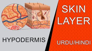 Hypodermis  Subcutaneous layer  UrduHindi  Pharma Edu Verse [upl. by Athena]