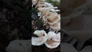 Lentinus tigrinus mushrooms fungi shorts garden wildmushrooms [upl. by Siffre]