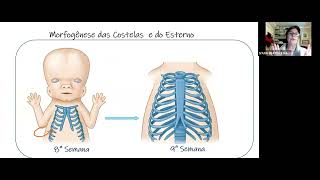 Embriologia sistema esqueletico e muscular [upl. by Jedlicka]