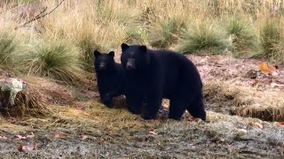 Kanada  Vancouver Island Road Trip [upl. by Siramed]