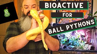 Bioactive Ball Python Setup how to make it successful [upl. by Peppy]