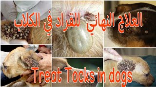 العلاج النهائي للتخلص من القراد في الكلاب treatment of dogs from ticks [upl. by Milford827]