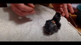 Caring for Chick with Unabsorbed Yolk Sac [upl. by Terryn]